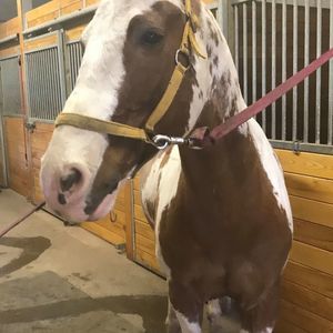 Meet your Posher, Fizza